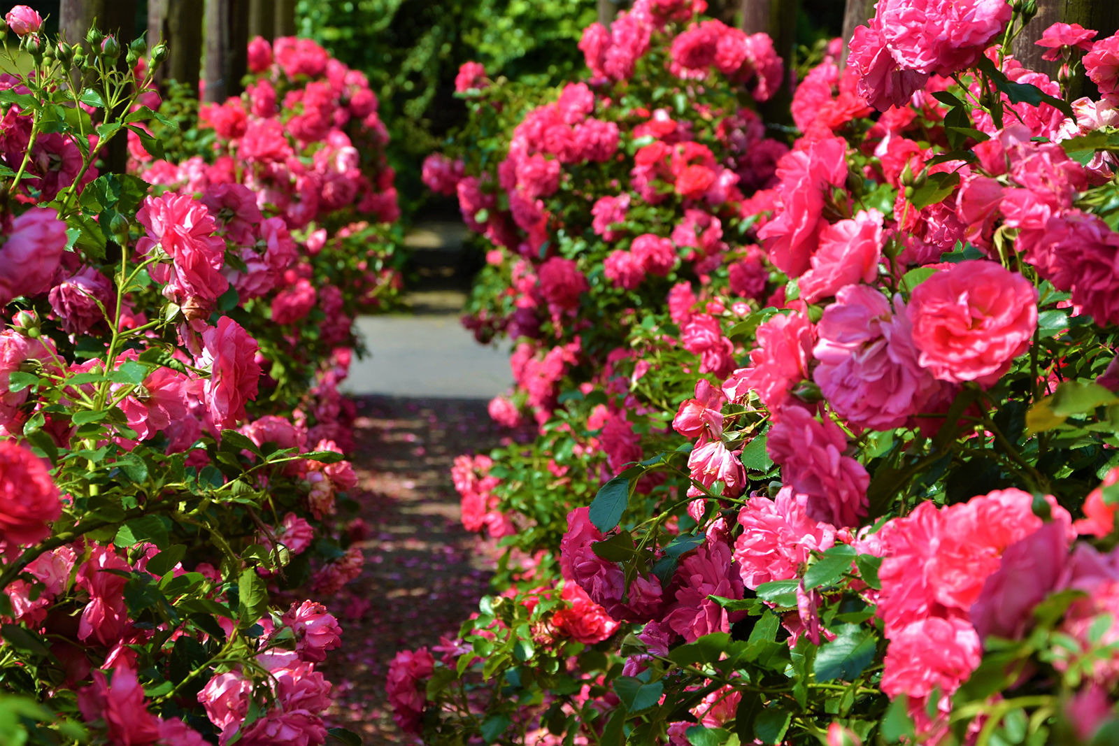 09-park-slaski-rosarium2